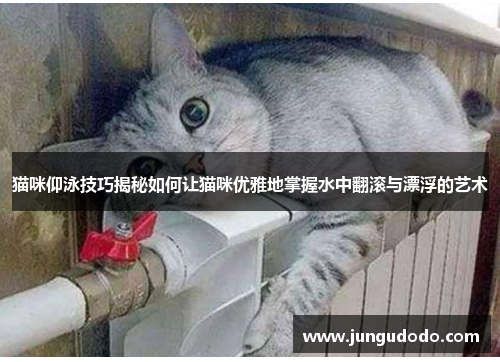 猫咪仰泳技巧揭秘如何让猫咪优雅地掌握水中翻滚与漂浮的艺术